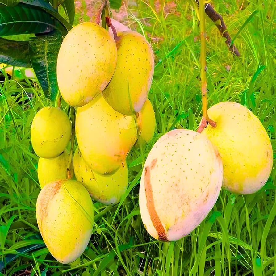 Alphonso Mango