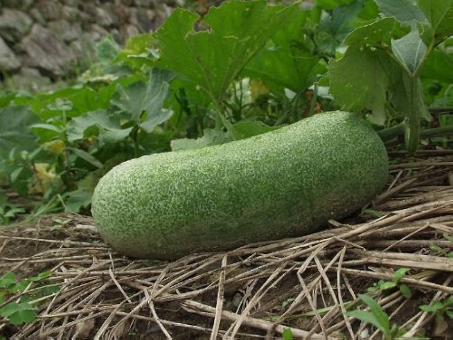 Ash Gourd (Winter Melon)