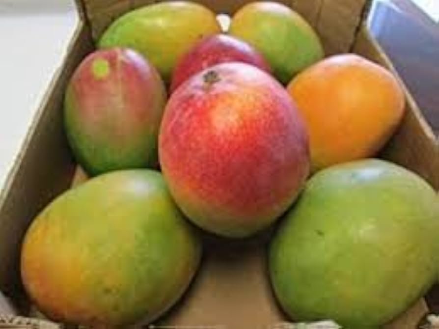 Ataulfo Mango BOC
