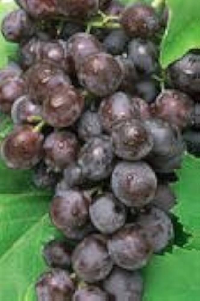 Black Grapes
