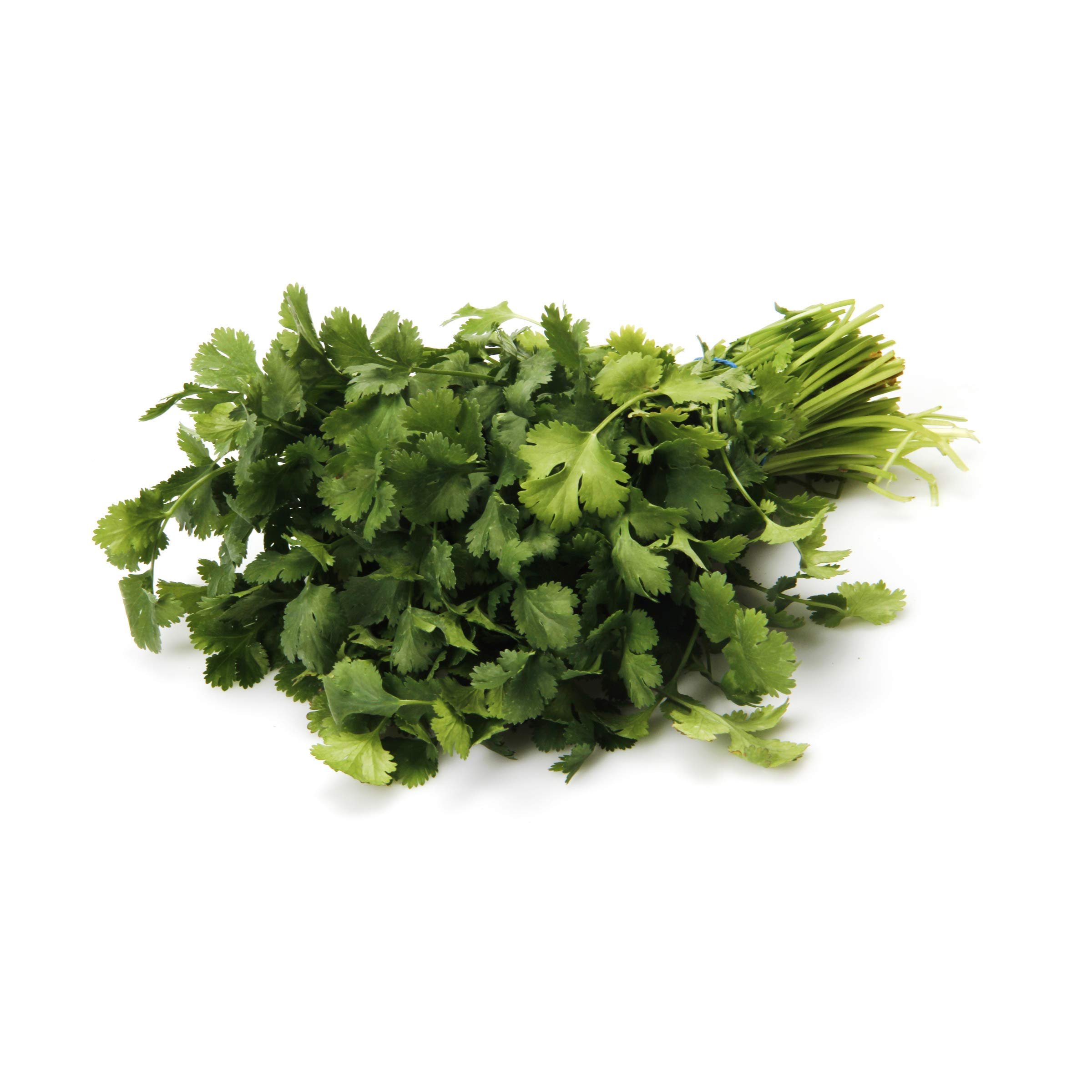 Coriander Bunch