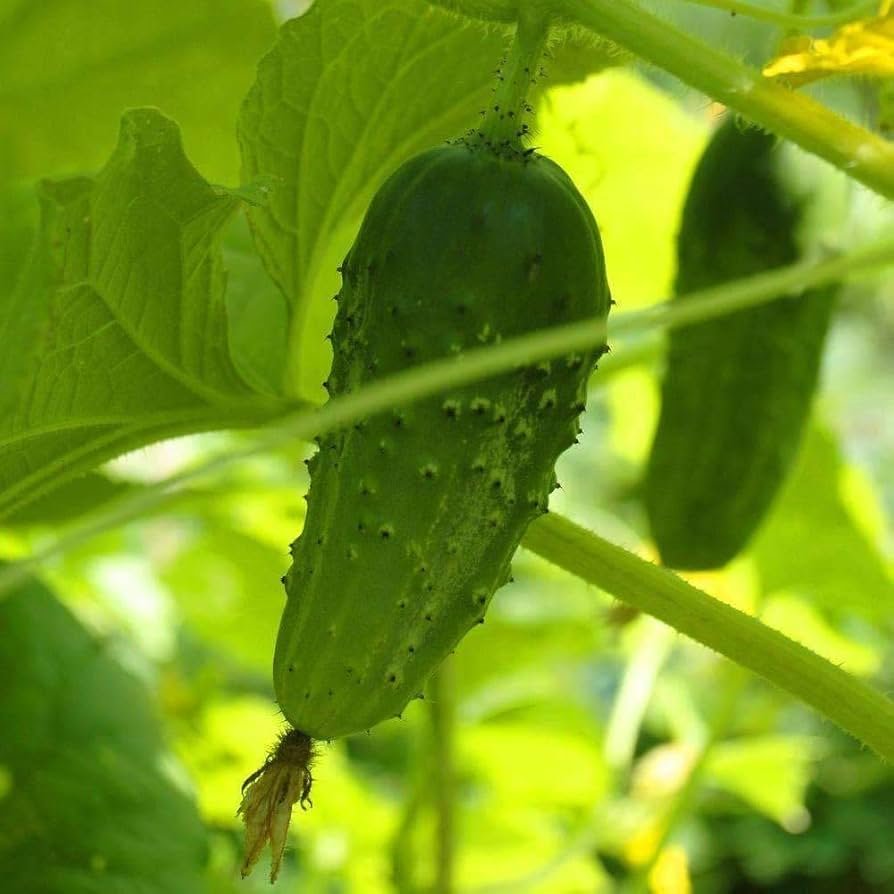 Cuke Pack