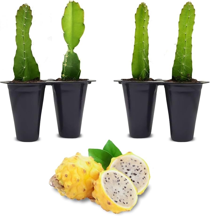 Dragon Fruit