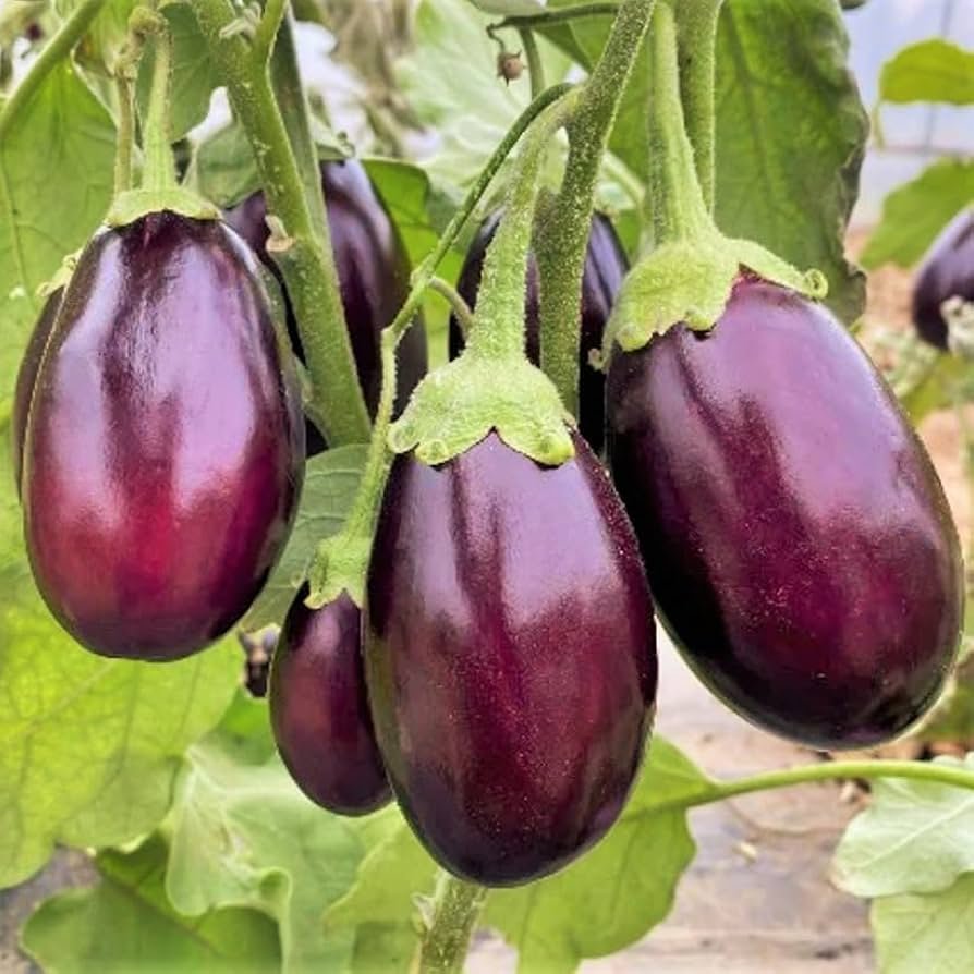 Eggplant Indian