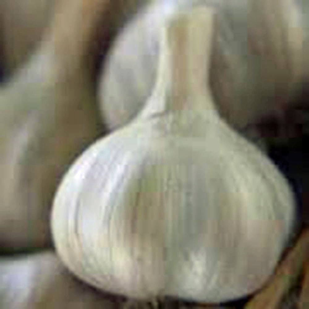 Garlic Bunch 1kg