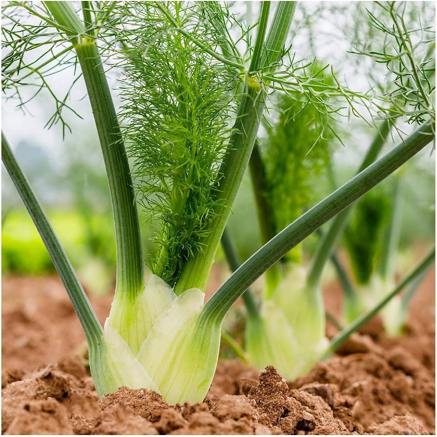 Golden Fennel 4lb - Spices and Herbs