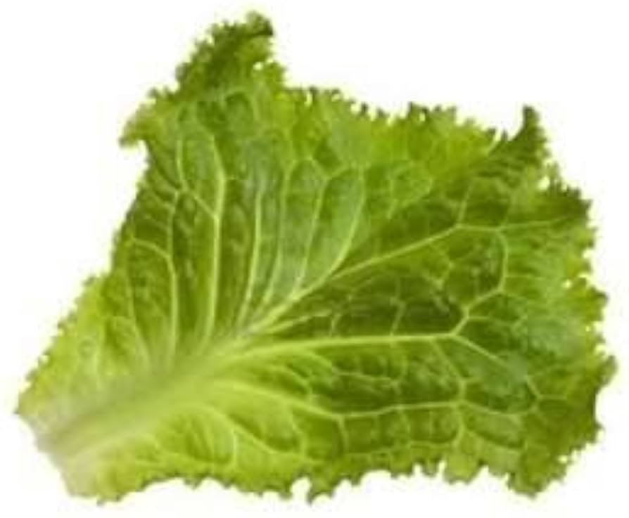Green Leaf Lettuce