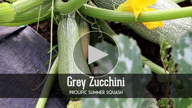 Grey Zucchini
