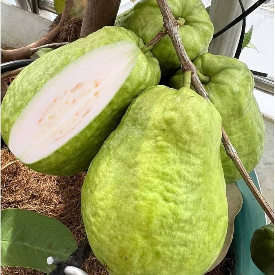 Guava Egypt