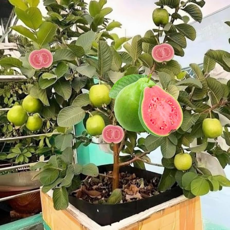 Guava Florida