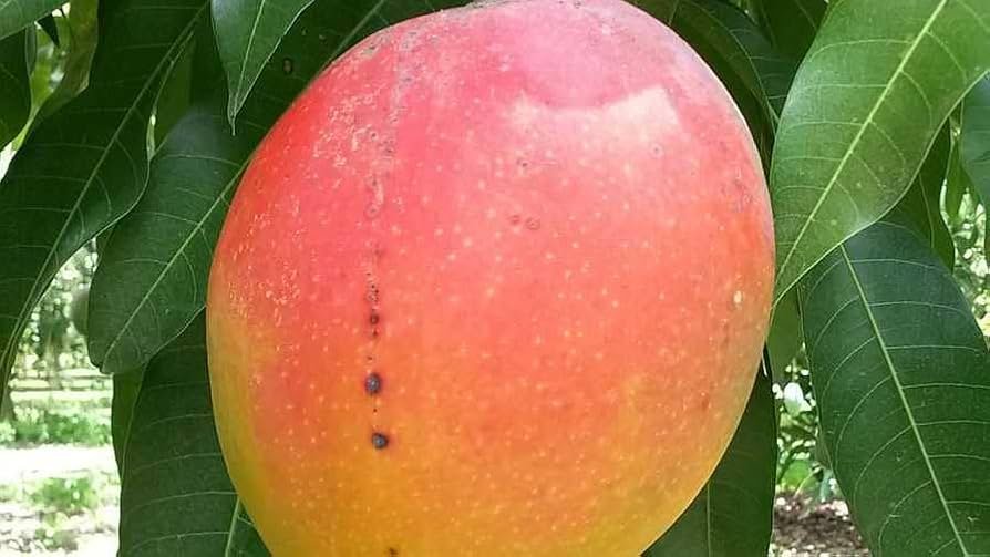 Haden Mango