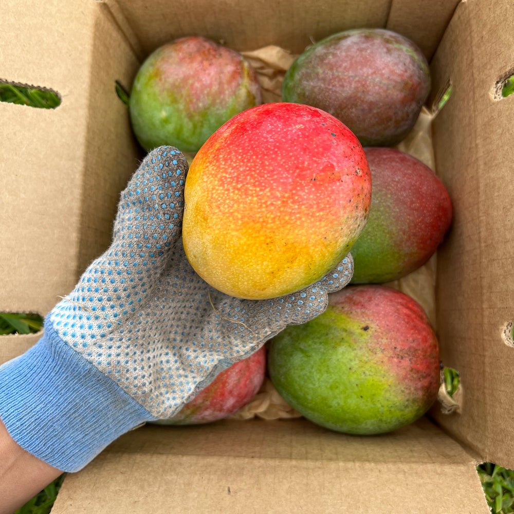 Haiden Mango Box