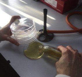 KCL Agar Agar 37.5ml