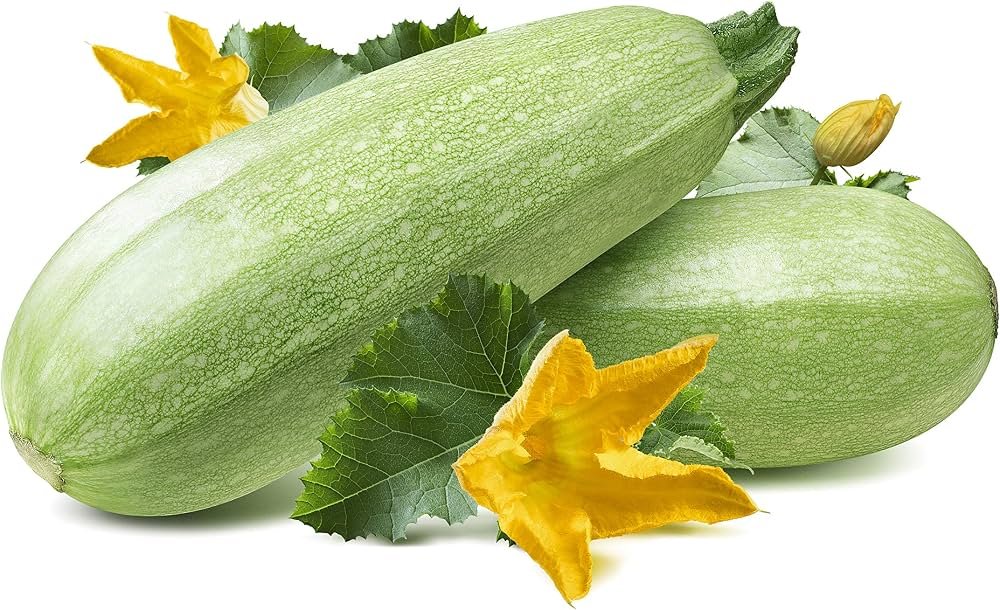 Long Squash
