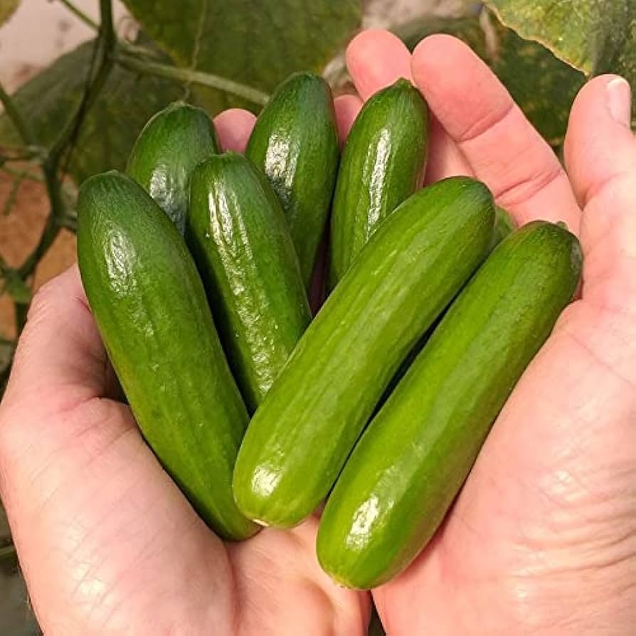 Mini Cucumber