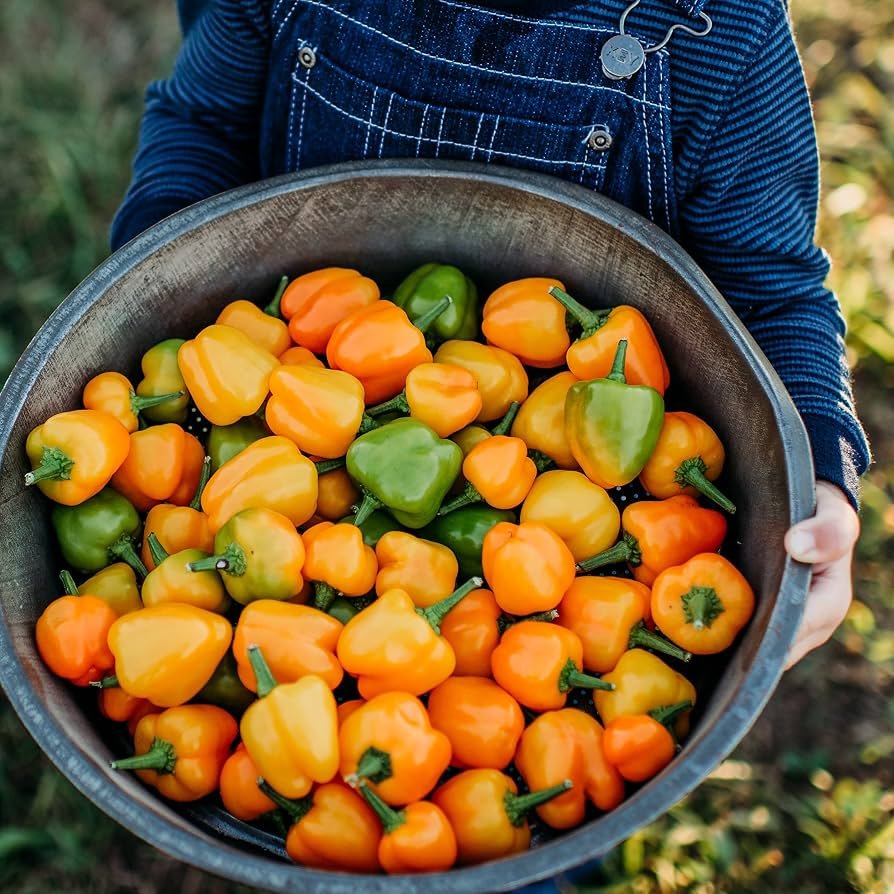 Mini Pepper