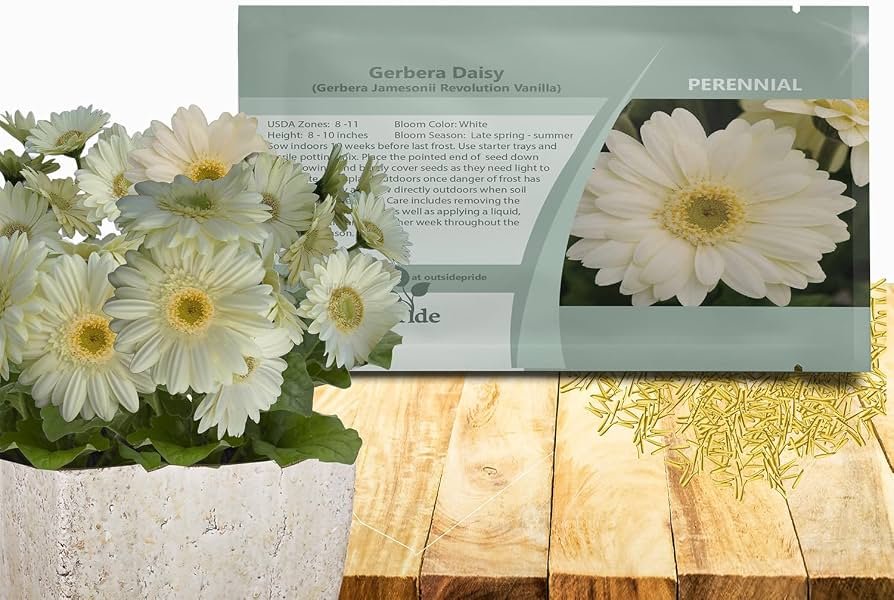 PQ DIL SEED 4lb - Spices and Herbs