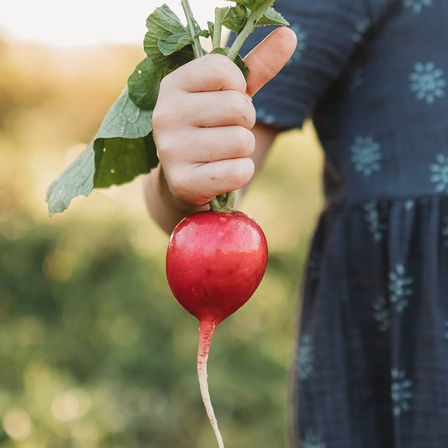 Pink Radish - Produce