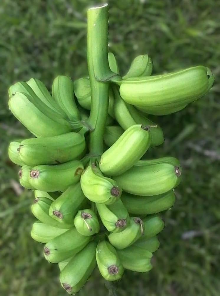 Plantain