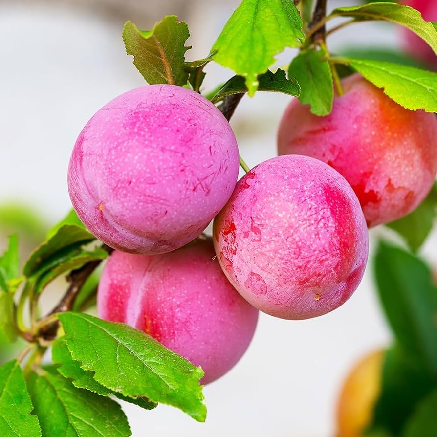 Plum