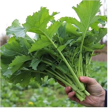 Rapini