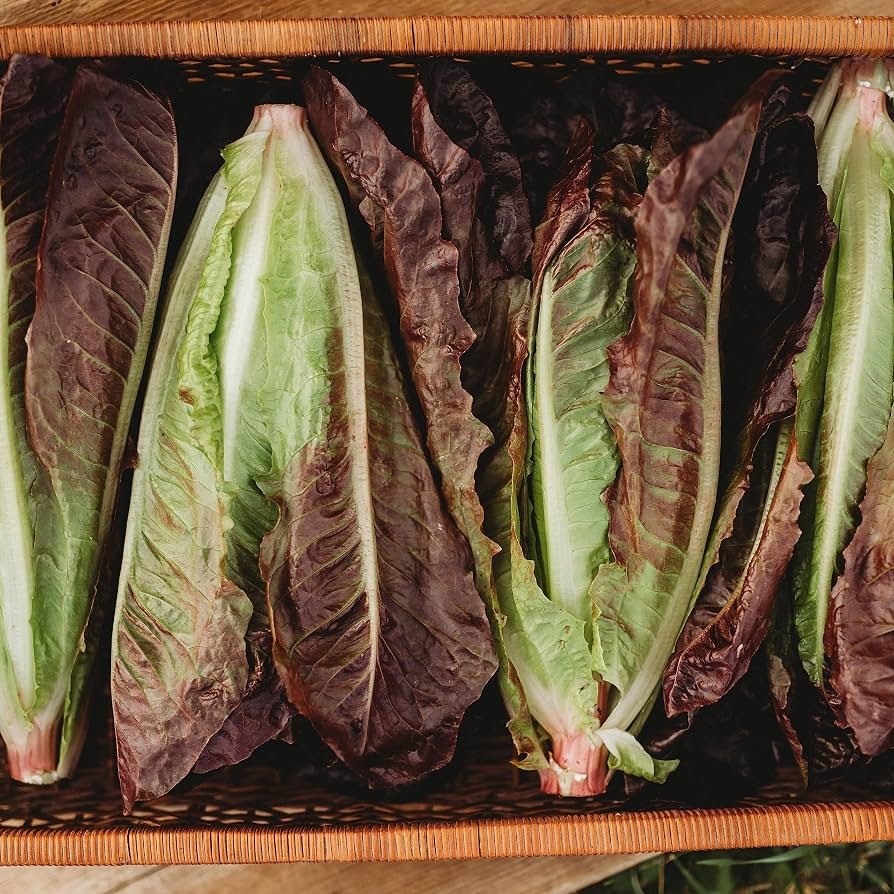 Romaine Lettuce