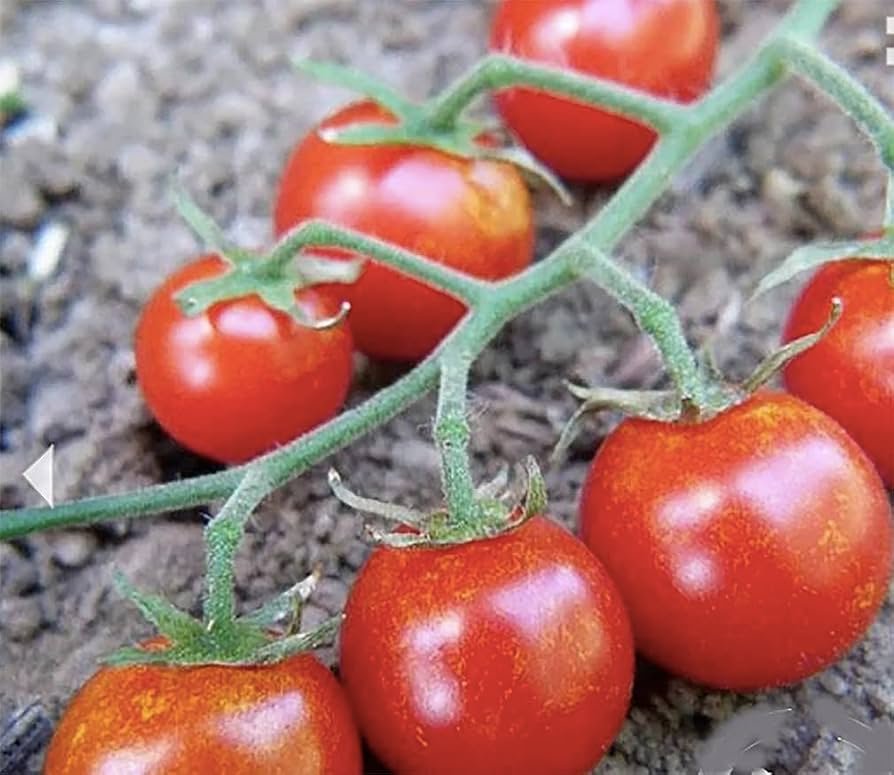 Salad Tomato