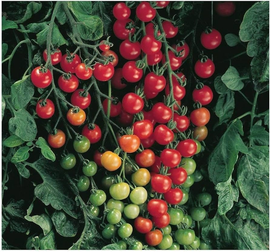 Scarlet Grape Tomato 283g
