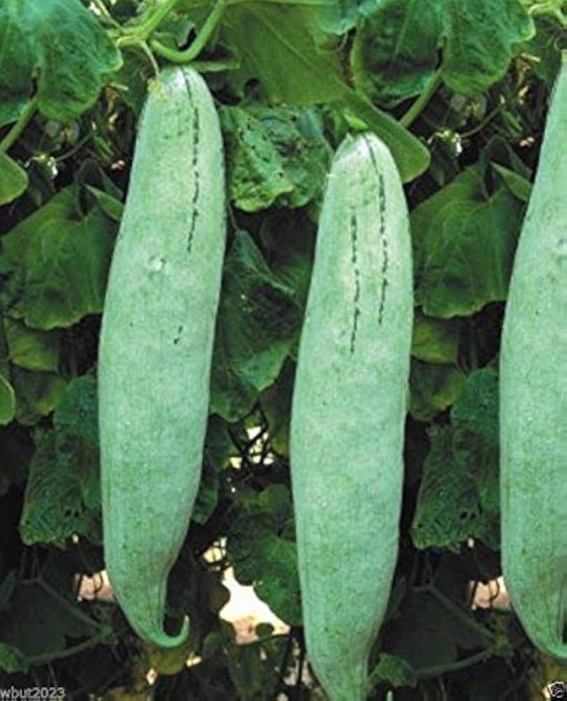 Snake Gourd