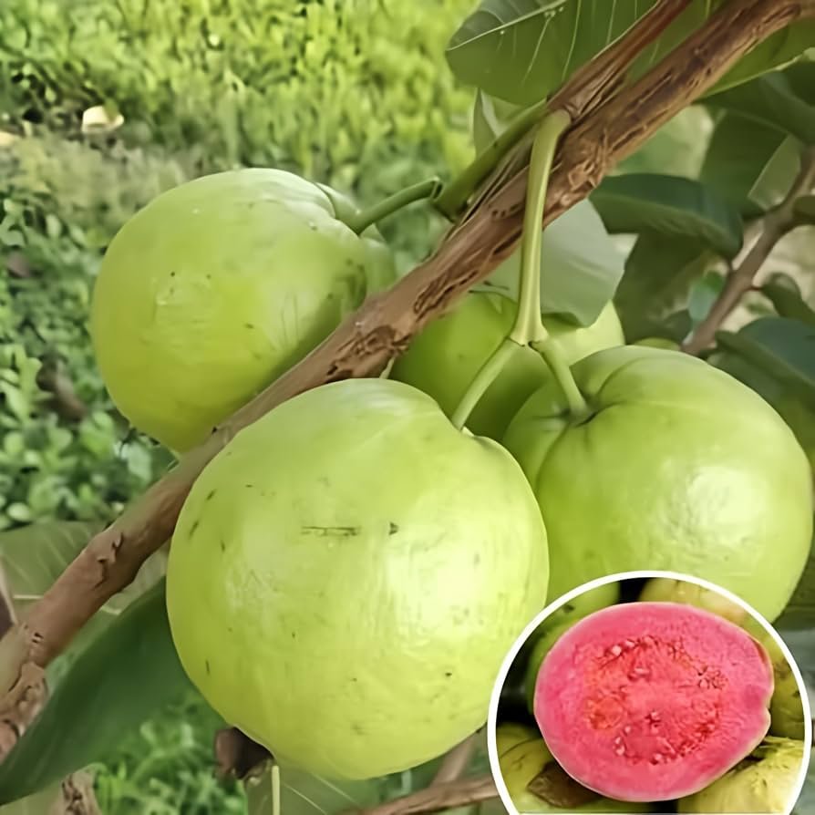 Taiwan Guava