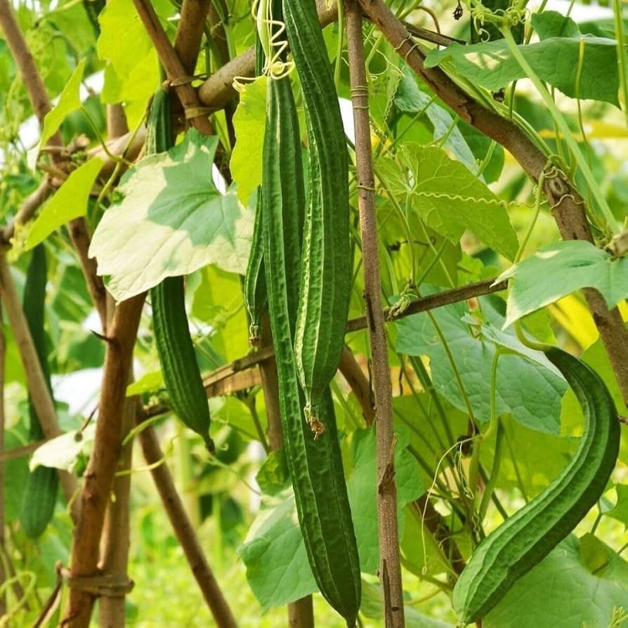 Tori Ridge Gourd lb
