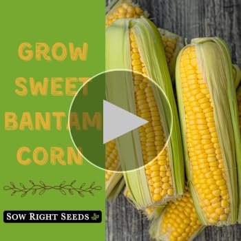 Yellow Corn