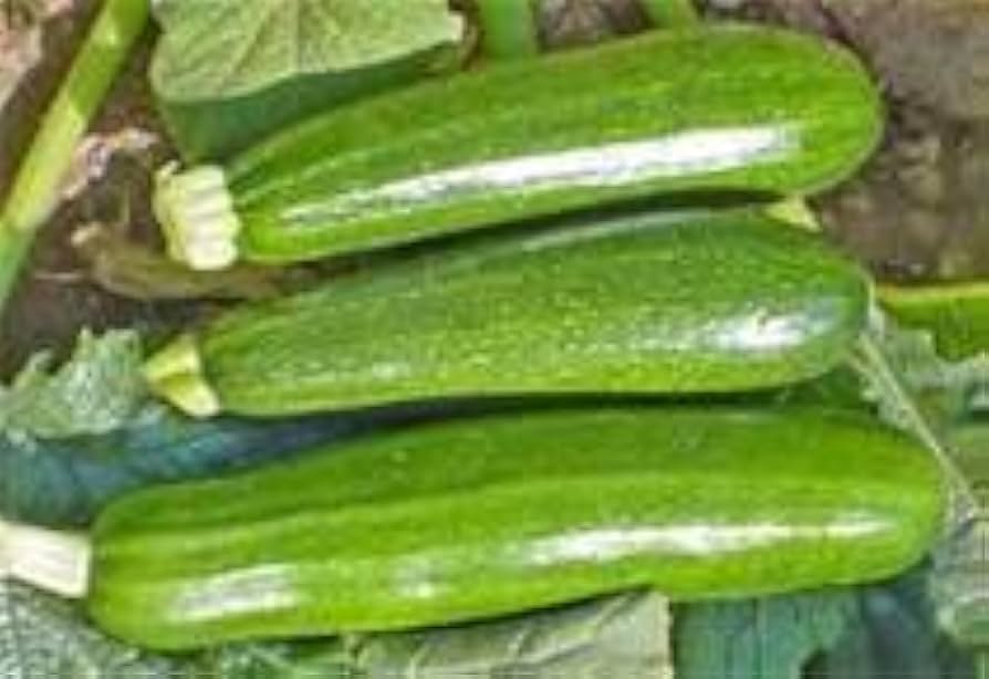 Zucchini